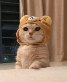 😻 gato, animal, animal de estimação, fofo, urso, chapéu telegram sticker