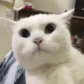 😋 Katze, weiße Katze, Tier, Haustier, Haustier, Säugetier whatsapp sticker