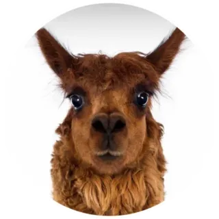 😮 alpaca, animal, llama, cute, portrait whatsapp sticker
