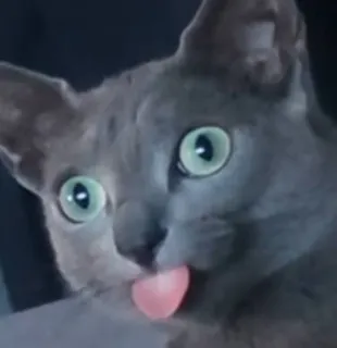 👅 Katze, Tier, Haustier, lecken, Zunge, Hauskatze, Russisch Blau telegram sticker