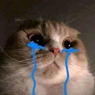 😭 cat, crying, sad, tears, animal, domestic animal, pet telegram sticker
