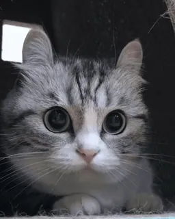 ๐ณ cat, kitten, cute, pet, animal, domestic cat, grey cat telegram sticker
