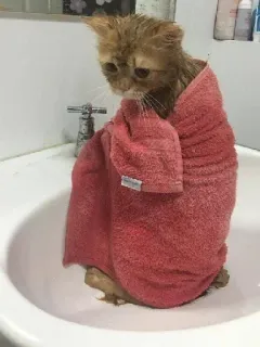 😔 cat, towel, wet, sink, bathroom telegram sticker
