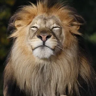 🦁 leão, animal, juba, vida selvagem, gato telegram sticker