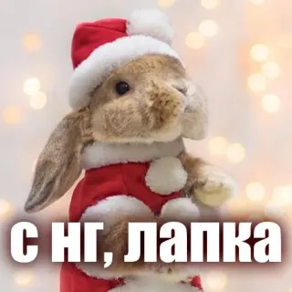 🎄 С НГ, лапка christmas, new year, bunny, rabbit, santa, holiday, greeting telegram sticker