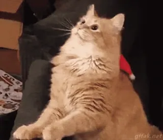 💞 猫, 宠物, 动物, 可爱, 家养, 猫科动物 telegram sticker