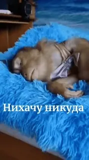 🙈 Нихачу никуда telegram sticker