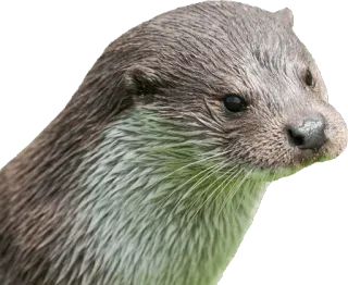 😒 Wydra, Zwierzę, Ssak, Dzikie zwierzęta telegram sticker