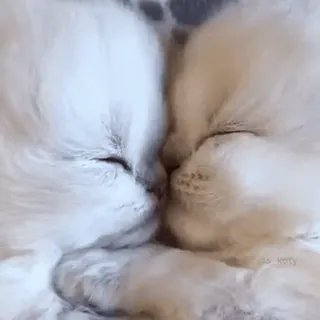 ❤ mèo, mèo con, dễ thương, động vật, thú cưng, nhà whatsapp sticker