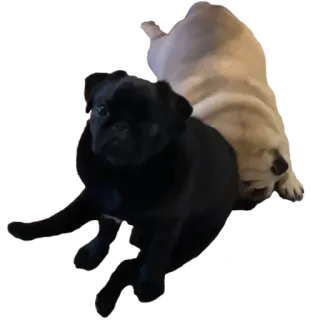 🤨 pies, mops, czarny mops, zwierzę, psy, zwierzęta domowe telegram sticker