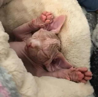 💤 chat, chat sphynx, chat sans poils, animal de compagnie, animal, dormir, mignon telegram sticker