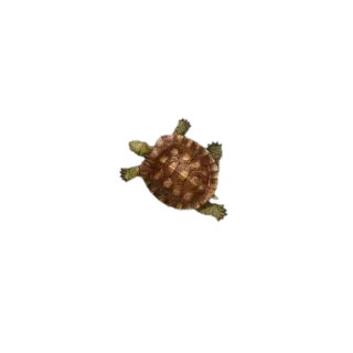 🐢 เต่า, สัตว์เลื้อยคลาน, สัตว์, สัตว์ป่า telegram sticker