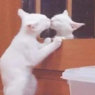 💓 gatto, gattino, gatto bianco, bacio, specchio, animale, animale domestico, carino telegram sticker