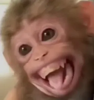 😃 aap, dier, primaat, zoogdier, wilde dieren, gezicht whatsapp sticker