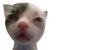 😕 cat, kitten, meme, funny, cute, animal, pet telegram sticker
