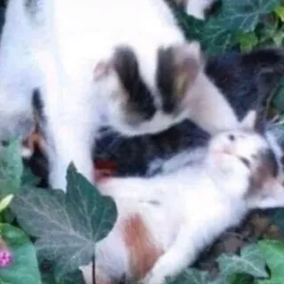 😨 Katze, Kätzchen, Tier, süß, Haustier, Haustier telegram sticker