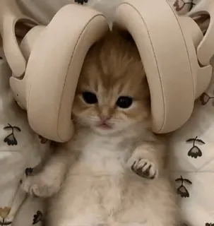 😀 kitten, cat, headphones, cute, animal, pet whatsapp sticker