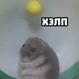 🆘 ХЭЛП hamster, binatang, lucu, bantuan, roda telegram sticker