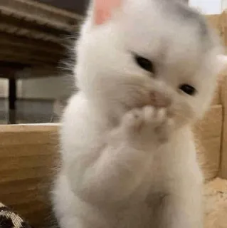 🕯 kitten, cat, cute, animal, pet whatsapp sticker