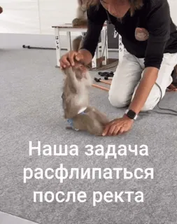 💪 Наша задача расфлипаться после ректа telegram sticker