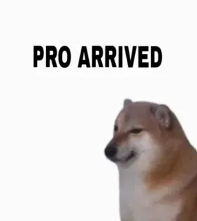 😒 PRO ARRIVED 개, 밈, Cheems, 동물 telegram sticker