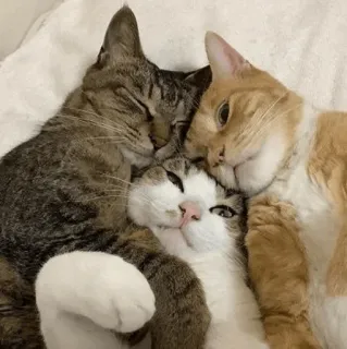❤️ gatti, animali, animali domestici, amicizia, coccola, assonnato telegram sticker