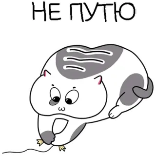 🙇‍♂️ НЕ ПУТЮ แมว, น่ารัก, สติกเกอร์, สัตว์, การ์ตูน telegram sticker