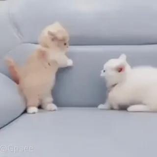 ☹️ gatos, gatito, animales, lindo, mascotas, juguetón whatsapp sticker
