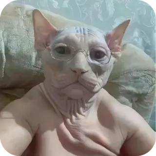 👍 gato, sphynx, óculos, animal de estimação, animal telegram sticker