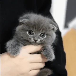☹️ gatinho, gato, fofo, cinza, animal de estimação, animal whatsapp sticker