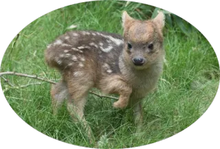 🌱 Пуду, Олень, Животное, Дикая природа, Природа, Млекопитающее, Маленький олень telegram sticker
