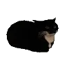 🐱
