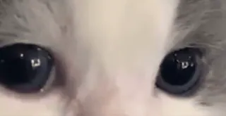 😳 Katze, Augen, Tier, Haustier, Kätzchen whatsapp sticker