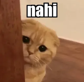 👀 nahi gato, lindo, meme, gracioso, hindi, mascota, triste telegram sticker