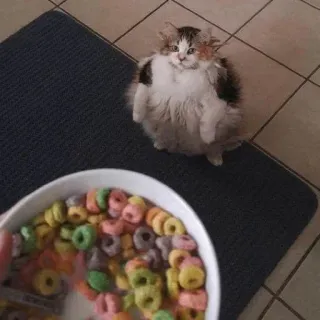 🥣 猫, シリアル, 食べ物, 可愛い, ふわふわ, 動物, リングシリアル, 面白い telegram sticker