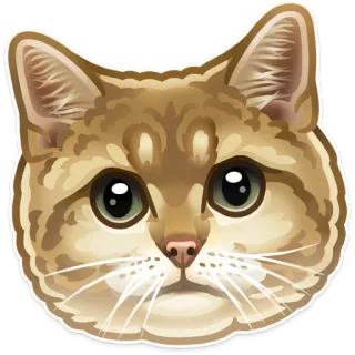 🐱 고양이, 동물, 스티커, 애완동물, 집고양이, 고양이과 telegram sticker