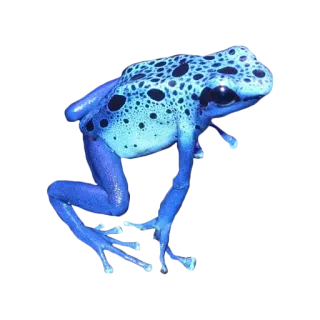 🐸 カエル, 青いカエル, ヤドクガエル, 動物, 野生動物, 両生類, 自然 telegram sticker