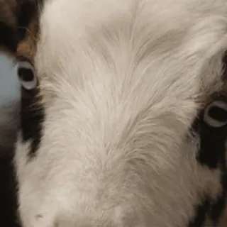 🐐 ヤギ, 動物, 家畜, ペット, 哺乳類, 白, 毛皮 telegram sticker