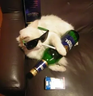 🍾 kot, papieros, okulary przeciwsłoneczne, alkohol, butelka whatsapp sticker