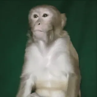 🤪 обезьяна, животное, примат, дикая природа, природа telegram sticker