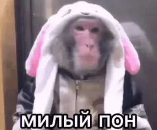 🥰 МИЛЫЙ ПОН ลิง, สัตว์, น่ารัก, กระต่าย, สูท telegram sticker