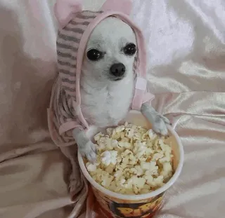 🐩 dog, chihuahua, popcorn, food, cute, pet, animal telegram sticker