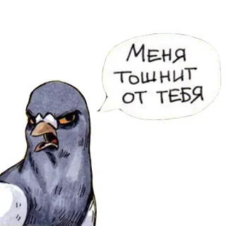 🤢 Меня Тошнит ОТ ТЕБЯ pigeon, en colère, oiseau, dessin animé whatsapp sticker