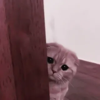 🐈 kot, podglądanie, ukrywanie się, zwierzę, słodki, zwierzę domowe, scottish fold telegram sticker