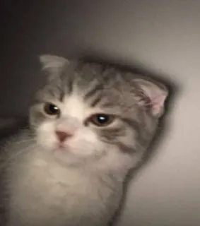 😒 猫, スコティッシュフォールド, 動物, ペット, 可愛い, 子猫 whatsapp sticker