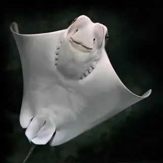smiling rays whatsapp stickers