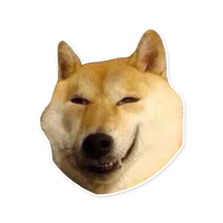 😀 Doge anjing, meme, shiba inu, hewan, lucu whatsapp sticker