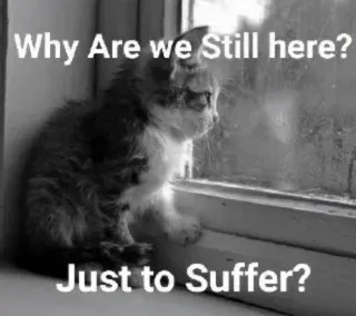 🥺 Why Are we Still here? Just to Suffer? gatinho, triste, janela, sofrimento, preto e branco, gato, animal de estimação, solidão telegram sticker