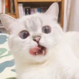 🐈 猫, 動物, かわいい, ペット, 白猫, 舐める, 面白い, 青い目 whatsapp sticker