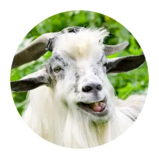 😜 goat, animal, funny, meme, outdoors, farm, nature telegram sticker